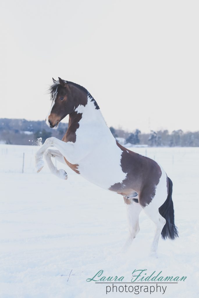 Equine Portrait Shoot | Laura Fiddaman Photography